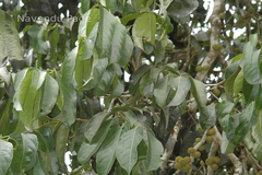 Drypetes confertiflora